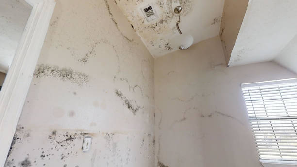 Best Attic Mold Removal  in Crownpoint, NM