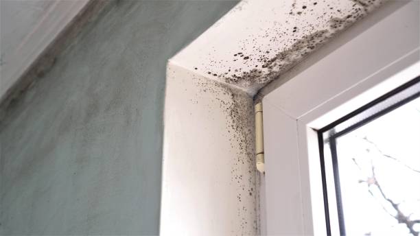 Best Basement Mold Removal  in Crownpoint, NM