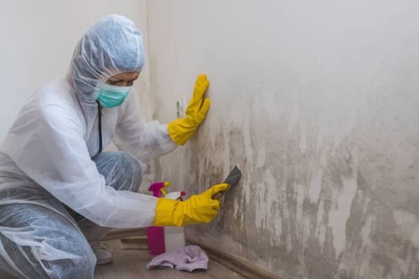 Best Environmental Consulting for Mold Prevention  in Crownpoint, NM