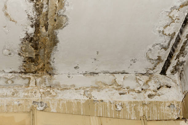 Best Crawl Space Mold Remediation  in Crownpoint, NM