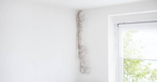 Best Basement Mold Removal  in Crownpoint, NM