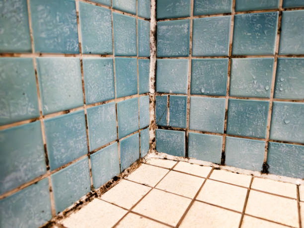 Best Residential Mold Inspection & Testing  in Crownpoint, NM