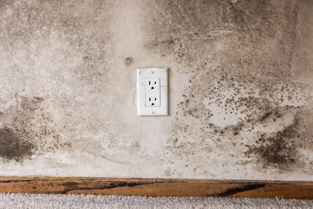 Best Asbestos and Lead Testing During Mold Inspection  in Crownpoint, NM