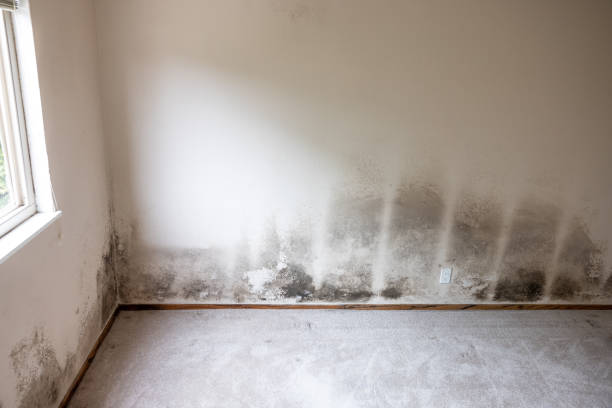 Best Commercial Mold Inspection  in Crownpoint, NM
